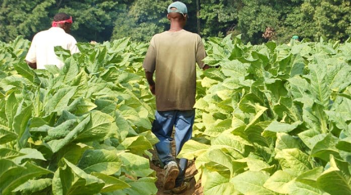 tobacco-fields tobacco fields