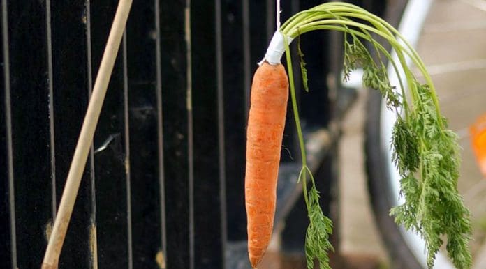 dangling-carrot-startup startup life and the dangling carrot