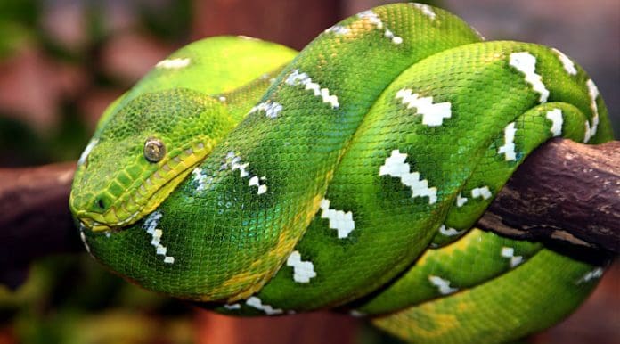 year-of-the-snake year of the snake