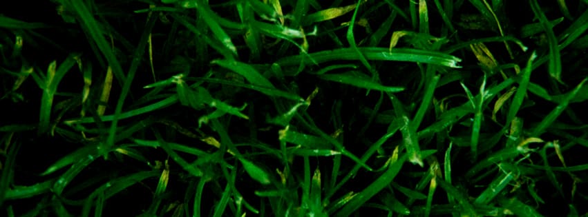 facebook-cover-photo-green