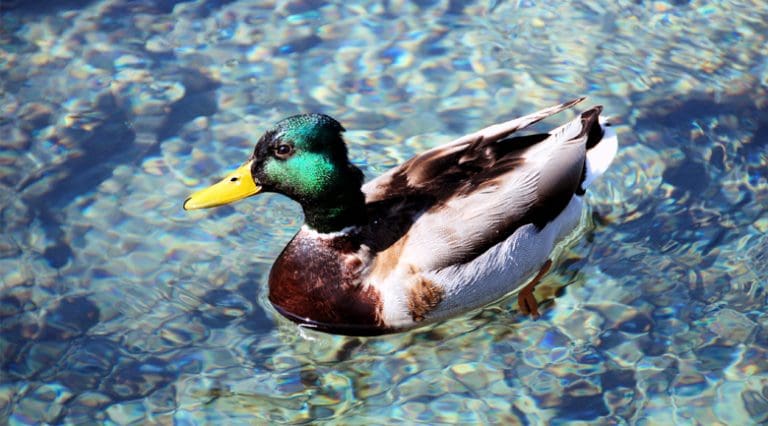 Duck upon entree: fowl and foul on the MLS