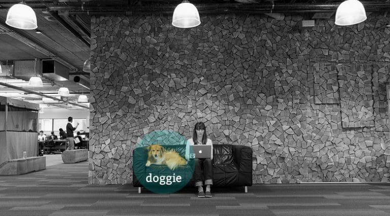 Office pet policies: the good, bad, and ugly