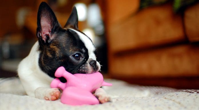 boston terrier