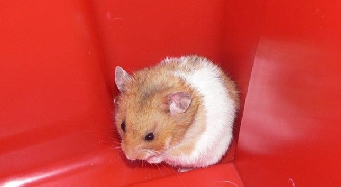 hamster