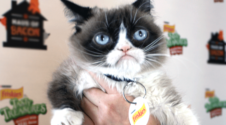 grumpy cat