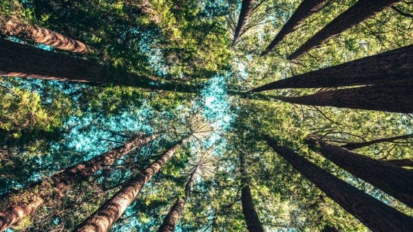 Trees representing sustainability